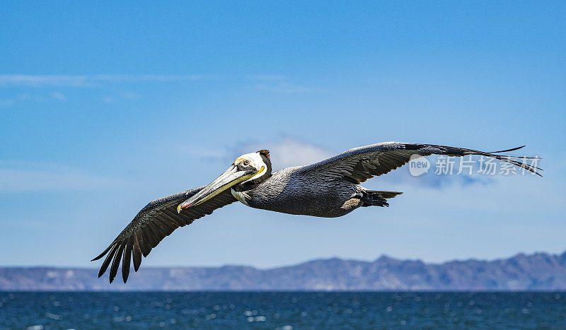 褐鹈鹕(Pelecanus occidentalis)是鹈鹕科的一种鸟，是美洲发现的三种鹈鹕之一，也是两种潜入水中觅食的鸟类之一。洛雷托湾国家海洋公园，墨西哥下加利福尼亚。飞行。